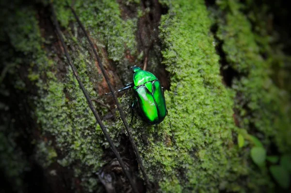 a closeup shot of a beautiful green beetle on a tree