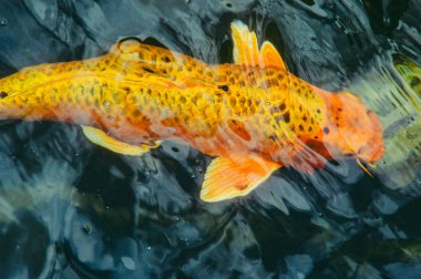 Koi balığı suda yüzüyor.