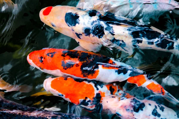 Koi Fisch Japanischer Karpfen — Stockfoto