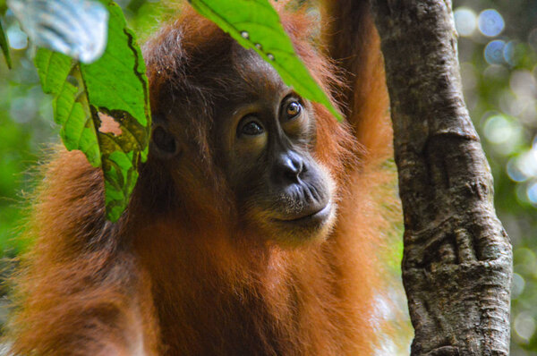 orangutan in the rainforest