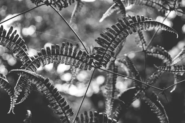 Fern Forest — Stock Photo, Image