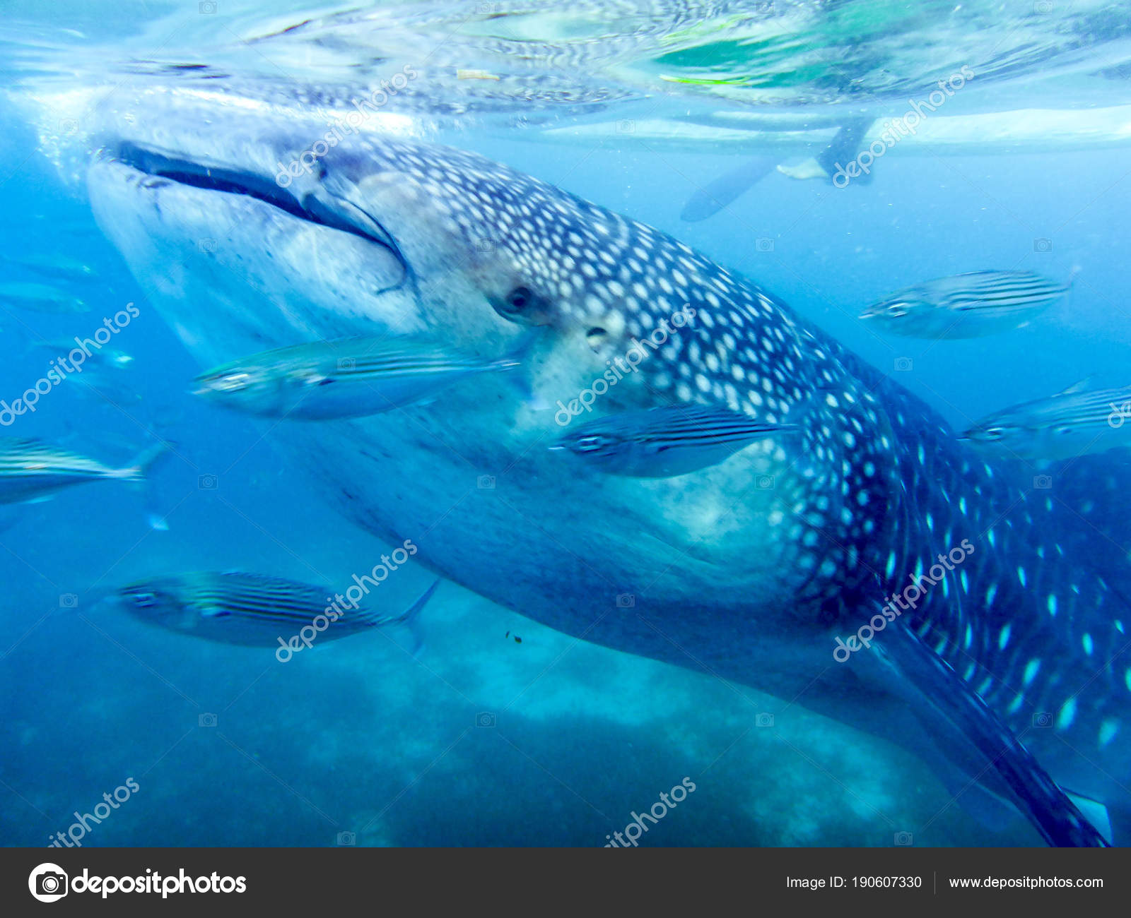 Swimming Whale Sharks Oslob Cebu Island Philippines Stock Photo