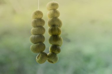 close up of a bunch of green and white grapes