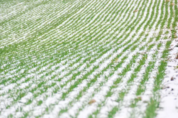 Kış kar tarlası, kar...