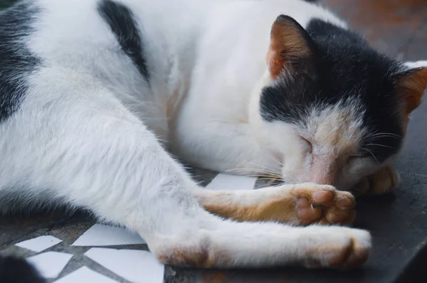 Kočka Spící Podlaze — Stock fotografie