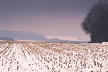 Kar ve ağaçlarla kaplı kış manzarası
