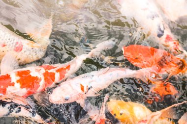 Göldeki koi balığı.