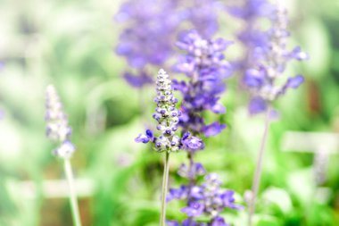 Renkli çiçeklerin arkaplan resmi, arka plan doğası