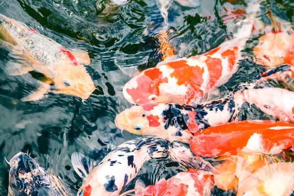 koi fish in the pond.