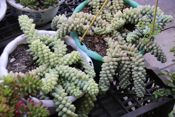 Eşek kuyruğu bitkisi olarak da bilinen Burros Tail (sedum morganianum), bahar dönemi teması için evi dekore eden popüler sulu bir bitkidir.