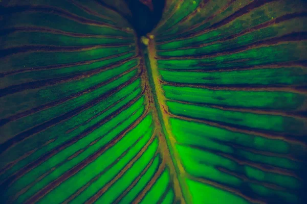 Nahaufnahme Eines Tropischen Blattes Dunklem Und Stimmungsvollem Ton Den Hintergrund — Stockfoto