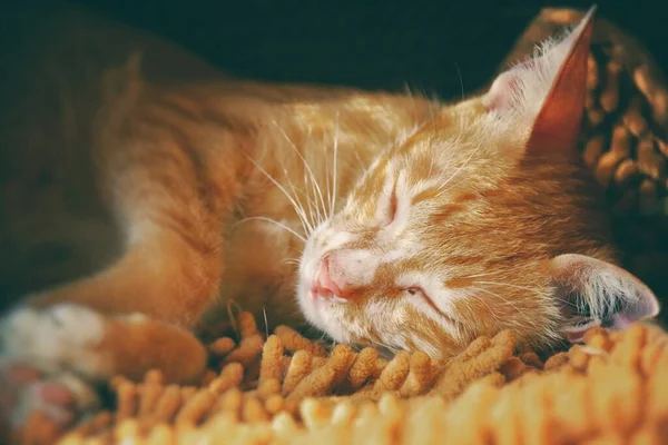 Gato Gengibre Dormindo Pacificamente Para Mostrar Conceito Ficar Casa Para — Fotografia de Stock