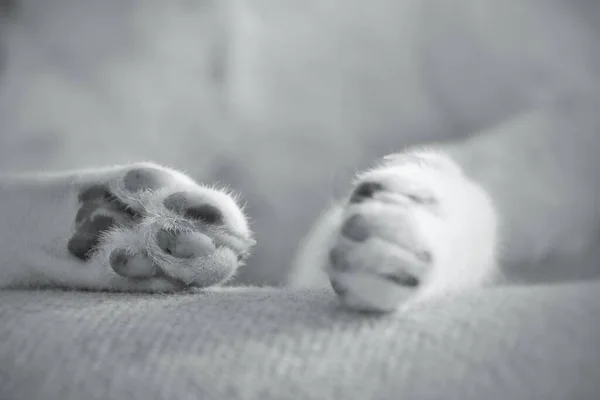 Rahat ev kavramını göstermek için uyuyan kedi patilerini kapatın, evcil hayvanlarla evde kalmak ve covid-19 salgınından dolayı ev karantinasıyla baş etmek.