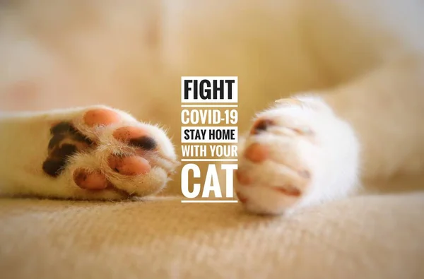 Uyuyan bir kedinin narin pençelerinin kavramsal fotoğrafı. Kediyle birlikte kalın ve covid-19 salgınının yayılımıyla savaşın mesajı.