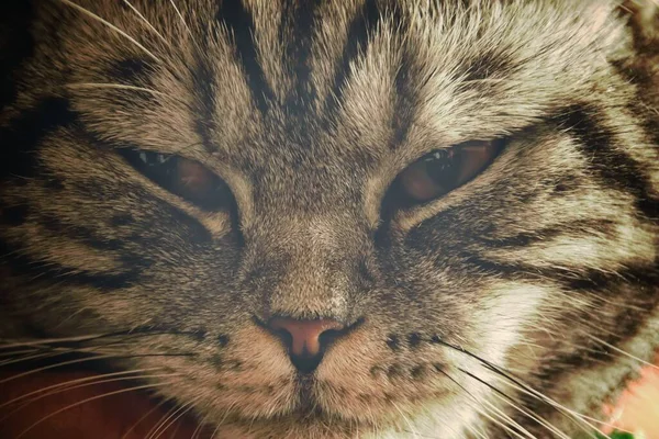 一只满脸怒容的胖乎乎的猫的近身特写镜头 它展示了在鸡奸 19大流行期间强行实施家庭隔离的斗争理念 — 图库照片