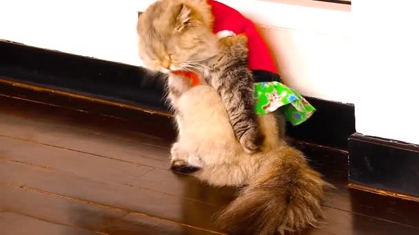 Gato Persa Vestido Com Traje Bobo Pelo Proprietário Para Lidar — Vídeo de Stock