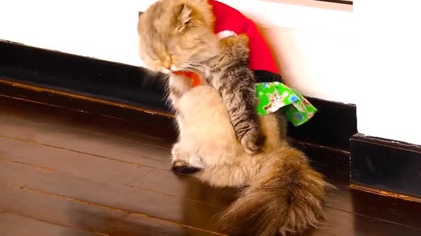 Gatto Persiano Vestito Stupido Costume Dal Proprietario Far Fronte Alla — Video Stock