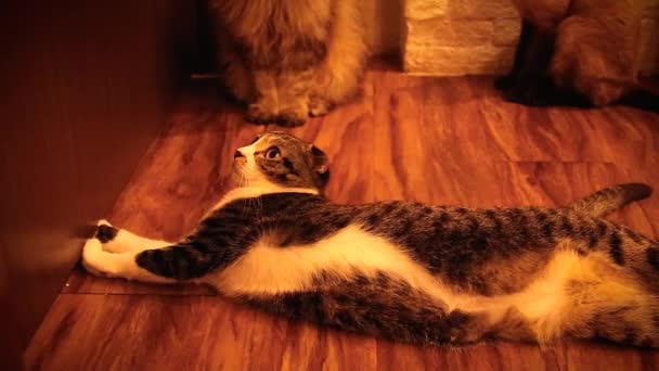 Znudzony Szkocki Krotnie Kot Tkwi Domu Podczas Kwarantanny Domowej Mandatu — Wideo stockowe