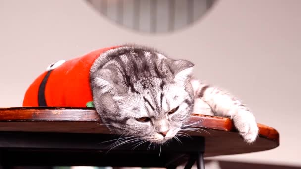 Fique Salvo Covid Fique Casa Com Seu Gato — Vídeo de Stock