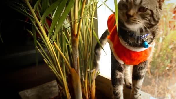 タブビー猫が植物を噛む世界的なパンデミックのために家に隔離されていない退屈から — ストック動画