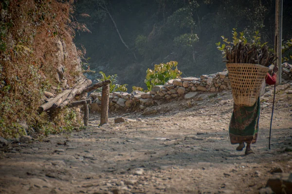 Vista Trasera Una Mujer Nepalí Que Lleva Leña Espalda Muestra —  Fotos de Stock