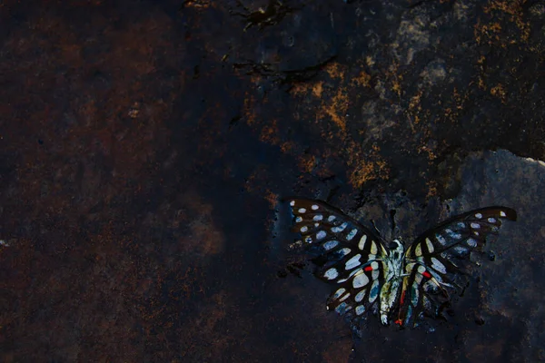 Foto Conceptual Una Mariposa Muerta Agua Que Muestra Concepto Enfermedad — Foto de Stock