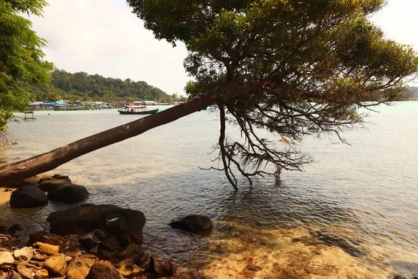 Arbre Laissé Penché Dessus Mer Après Une Violente Tempête Tropicale — Photo