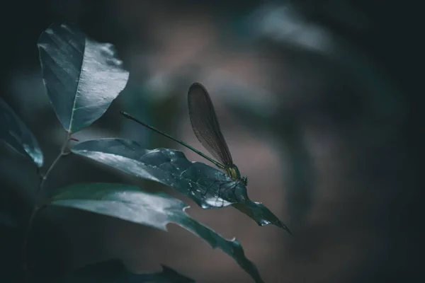 Dark Moody Cinematic Photo Damsel Fly Resting Leaf — Stock Photo, Image