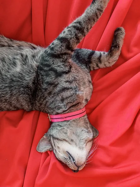 Cute Tabby Kot Relaks Domu Łóżku Pokazuje Promuje Pobyt Domu — Zdjęcie stockowe