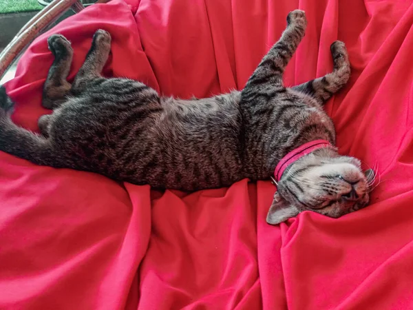 Ένα Χαριτωμένο Tabby Γάτα Χαλαρώνοντας Στο Σπίτι Στο Κρεβάτι Δείχνει — Φωτογραφία Αρχείου