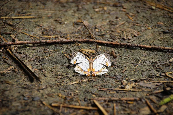 野生の生と死を示す地面に死んだ蝶の概念的な写真 — ストック写真