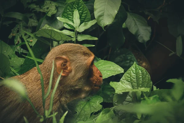Ein Nördlicher Schweineschwanzmakaken Macaca Leonina Versteckt Sich Unter Dem Dunklen — Stockfoto
