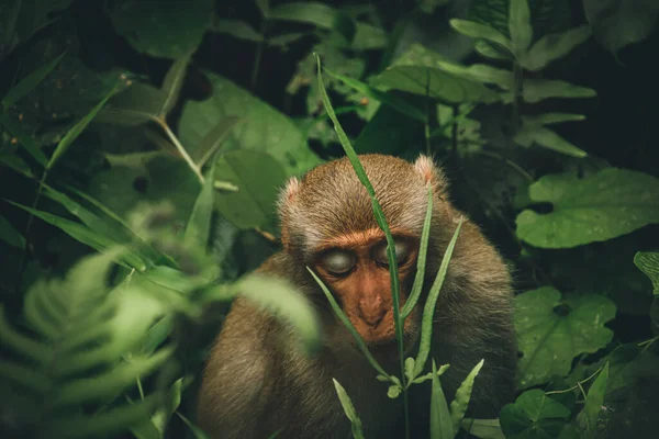 Foto Cinematografica Una Scimmia Macaca Nascosta Tra Folte Chiome Della — Foto Stock