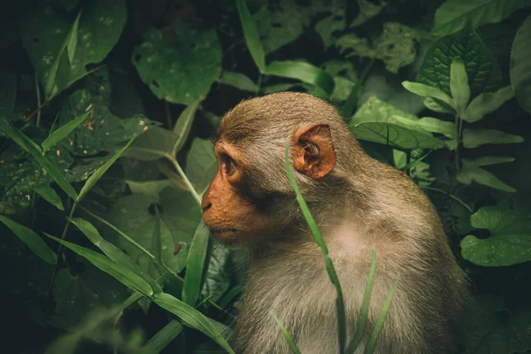 Filmfoto Eines Makakenaffen Der Sich Dichten Laub Des Waldes Bang — Stockfoto