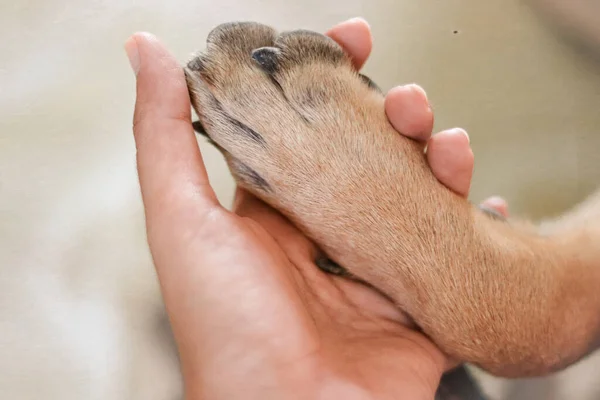 Bir evcil köpek ile sahibinin ruh sağlığını desteklemek ve covid-19 salgını sırasında ev karantinasıyla başa çıkmak için oynadığı eğlenceli bir an.
