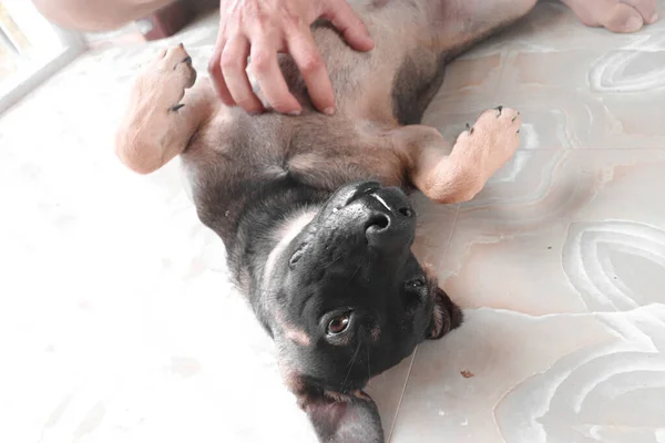 Een Schattig Moment Tussen Een Huisdier Hond Zijn Eigenaar Besteden — Stockfoto