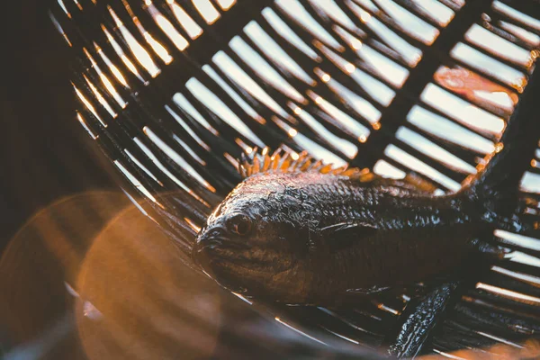 鱼在柬埔寨传统上用来捕鱼的藤条或柳条篮中捕获的鱼 反映了该国的生活方式 生计和当地文化 — 图库照片