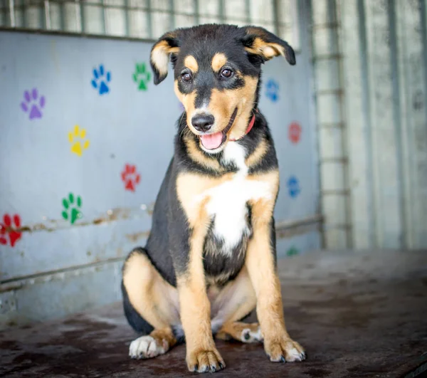 Hund im Tierheim — Stockfoto