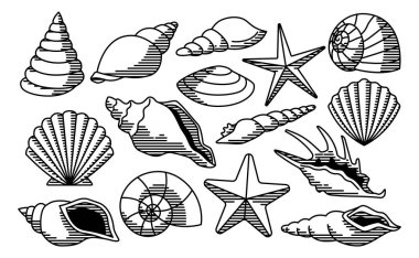 Beyaz arka plan üzerinde izole farklı kabukları kümesi