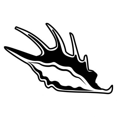 Beyaz arkaplanda deniz kabuğu izole