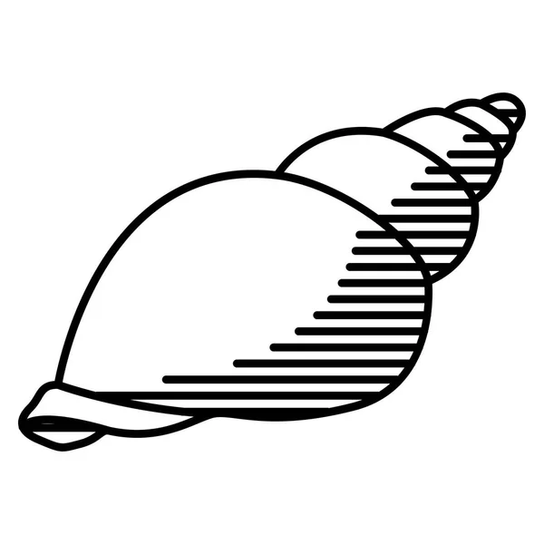 Θαλασσινό κέλυφος απομονωμένο σε λευκό φόντο — Διανυσματικό Αρχείο