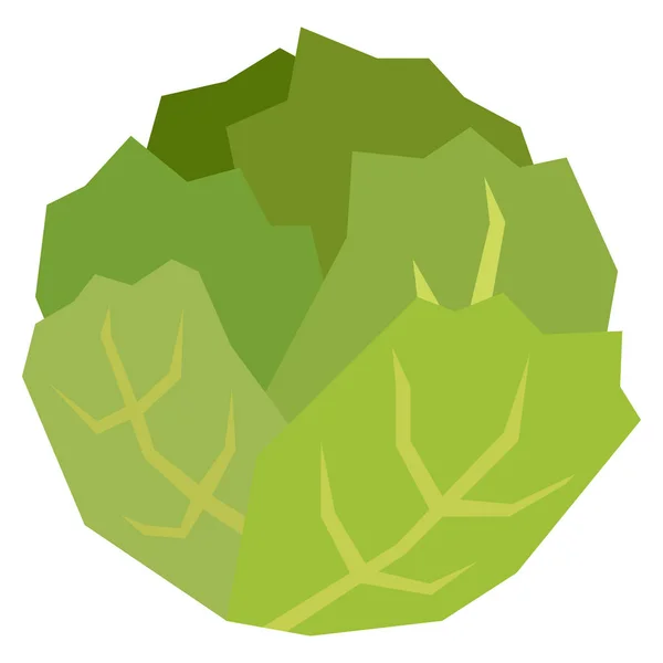 Lechuga de dibujos animados aislada sobre fondo blanco — Vector de stock