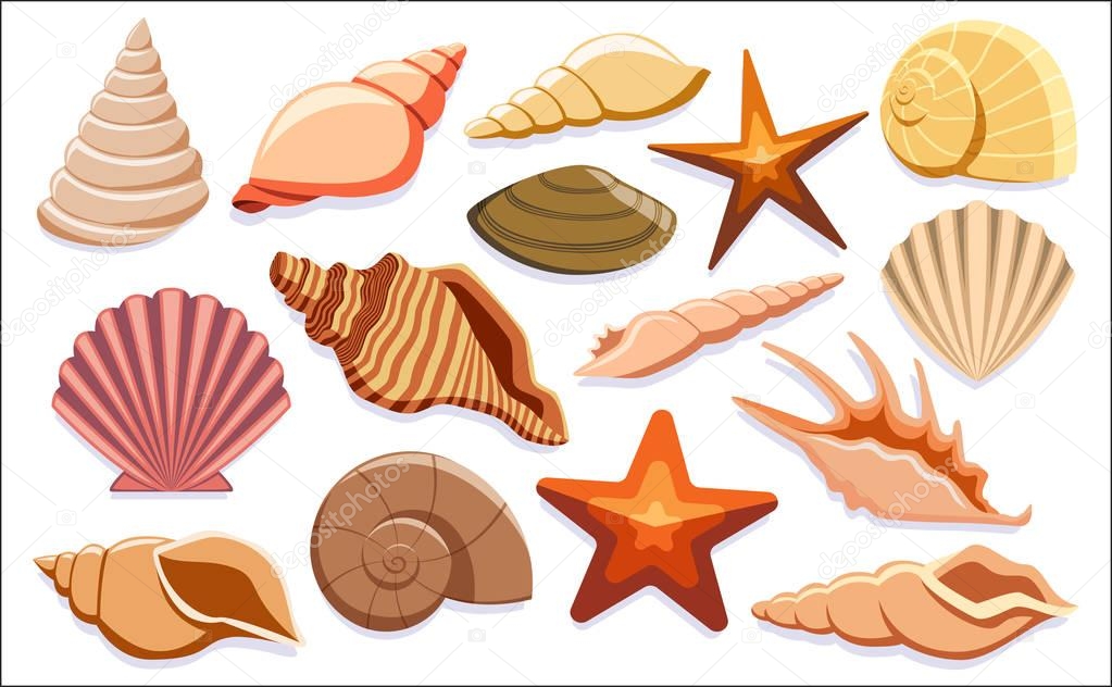 Vector Set Of Different Shells Isolated On White Background