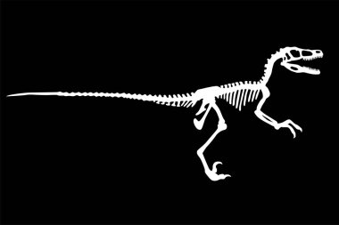Vektör Dinozor Velociraptor İskelet Siluet Çizimi İzole Edildi