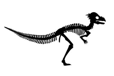 Vektör Dinozor Pachycephalosaurus İskelet Silueti Görüntüsü İzole Edildi