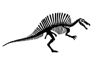Vektör Dinozor Spinosaurus İskelet Görüntü İzole Edildi