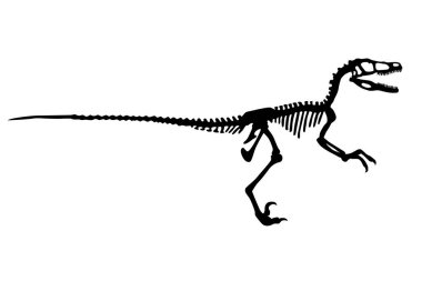Vektör Dinozor Velociraptor İskelet Siluet Çizimi İzole Edildi