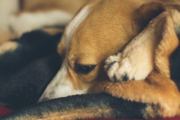 Πορτρέτο του νεαρού σκύλου ράτσας beagle στηρίζεται στο λούτρινο παιχνίδι του στο κρεβάτι του — Φωτογραφία Αρχείου