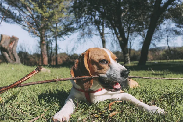 Av köpeği tarlanın çimlerinde sessizce dinlenir.