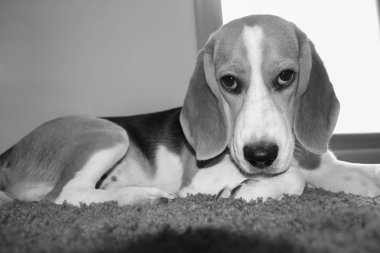Beagle soyundan genç bir köpeğin portresi